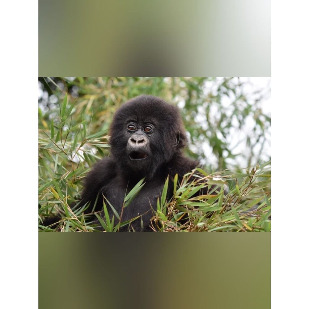 Custom Fridge Magnet Baby Gorilla Home Kitchen Decor